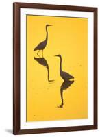 Two Great Egrets (Ardea Alba) Wading, Silhouetted At Dawn, Keoladeo National Park-Juan Carlos Munoz-Framed Photographic Print