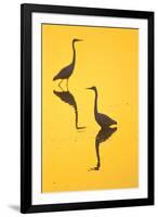 Two Great Egrets (Ardea Alba) Wading, Silhouetted At Dawn, Keoladeo National Park-Juan Carlos Munoz-Framed Photographic Print