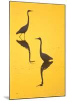 Two Great Egrets (Ardea Alba) Wading, Silhouetted At Dawn, Keoladeo National Park-Juan Carlos Munoz-Mounted Photographic Print