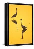 Two Great Egrets (Ardea Alba) Wading, Silhouetted At Dawn, Keoladeo National Park-Juan Carlos Munoz-Framed Stretched Canvas