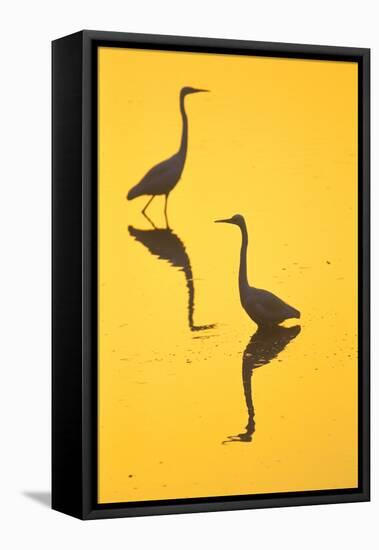 Two Great Egrets (Ardea Alba) Wading, Silhouetted At Dawn, Keoladeo National Park-Juan Carlos Munoz-Framed Stretched Canvas