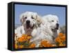 Two Great Pyrenees Lying in a Field of Wild Poppy Flowers in Antelope Valley, California, USA-Zandria Muench Beraldo-Framed Stretched Canvas