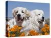 Two Great Pyrenees Lying in a Field of Wild Poppy Flowers in Antelope Valley, California, USA-Zandria Muench Beraldo-Stretched Canvas