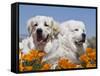 Two Great Pyrenees Lying in a Field of Wild Poppy Flowers in Antelope Valley, California, USA-Zandria Muench Beraldo-Framed Stretched Canvas