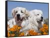 Two Great Pyrenees Lying in a Field of Wild Poppy Flowers in Antelope Valley, California, USA-Zandria Muench Beraldo-Framed Stretched Canvas