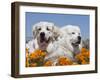 Two Great Pyrenees Lying in a Field of Wild Poppy Flowers in Antelope Valley, California, USA-Zandria Muench Beraldo-Framed Premium Photographic Print