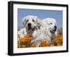 Two Great Pyrenees Lying in a Field of Wild Poppy Flowers in Antelope Valley, California, USA-Zandria Muench Beraldo-Framed Premium Photographic Print