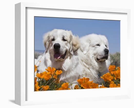 Two Great Pyrenees Lying in a Field of Wild Poppy Flowers in Antelope Valley, California, USA-Zandria Muench Beraldo-Framed Premium Photographic Print