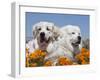 Two Great Pyrenees Lying in a Field of Wild Poppy Flowers in Antelope Valley, California, USA-Zandria Muench Beraldo-Framed Premium Photographic Print