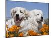 Two Great Pyrenees Lying in a Field of Wild Poppy Flowers in Antelope Valley, California, USA-Zandria Muench Beraldo-Mounted Premium Photographic Print