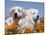Two Great Pyrenees Lying in a Field of Wild Poppy Flowers in Antelope Valley, California, USA-Zandria Muench Beraldo-Mounted Premium Photographic Print