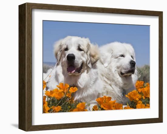 Two Great Pyrenees Lying in a Field of Wild Poppy Flowers in Antelope Valley, California, USA-Zandria Muench Beraldo-Framed Photographic Print