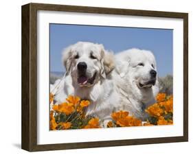 Two Great Pyrenees Lying in a Field of Wild Poppy Flowers in Antelope Valley, California, USA-Zandria Muench Beraldo-Framed Photographic Print