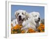 Two Great Pyrenees Lying in a Field of Wild Poppy Flowers in Antelope Valley, California, USA-Zandria Muench Beraldo-Framed Photographic Print