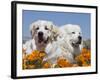 Two Great Pyrenees Lying in a Field of Wild Poppy Flowers in Antelope Valley, California, USA-Zandria Muench Beraldo-Framed Photographic Print