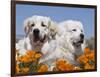 Two Great Pyrenees Lying in a Field of Wild Poppy Flowers in Antelope Valley, California, USA-Zandria Muench Beraldo-Framed Photographic Print