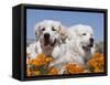 Two Great Pyrenees Lying in a Field of Wild Poppy Flowers in Antelope Valley, California, USA-Zandria Muench Beraldo-Framed Stretched Canvas