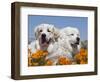 Two Great Pyrenees Lying in a Field of Wild Poppy Flowers in Antelope Valley, California, USA-Zandria Muench Beraldo-Framed Photographic Print