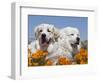 Two Great Pyrenees Lying in a Field of Wild Poppy Flowers in Antelope Valley, California, USA-Zandria Muench Beraldo-Framed Photographic Print