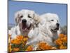 Two Great Pyrenees Lying in a Field of Wild Poppy Flowers in Antelope Valley, California, USA-Zandria Muench Beraldo-Mounted Photographic Print