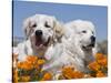 Two Great Pyrenees Lying in a Field of Wild Poppy Flowers in Antelope Valley, California, USA-Zandria Muench Beraldo-Stretched Canvas