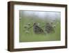 Two Great Snipe (Gallinago Media) Near the Prypiat River, Belarus, June 2009-Máté-Framed Photographic Print