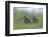 Two Great Snipe (Gallinago Media) Near the Prypiat River, Belarus, June 2009-Máté-Framed Photographic Print