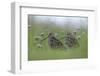 Two Great Snipe (Gallinago Media) Near the Prypiat River, Belarus, June 2009-Máté-Framed Photographic Print