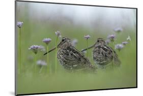 Two Great Snipe (Gallinago Media) Near the Prypiat River, Belarus, June 2009-Máté-Mounted Photographic Print