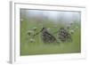 Two Great Snipe (Gallinago Media) Near the Prypiat River, Belarus, June 2009-Máté-Framed Photographic Print