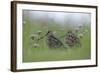 Two Great Snipe (Gallinago Media) Near the Prypiat River, Belarus, June 2009-Máté-Framed Photographic Print