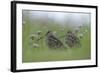 Two Great Snipe (Gallinago Media) Near the Prypiat River, Belarus, June 2009-Máté-Framed Photographic Print