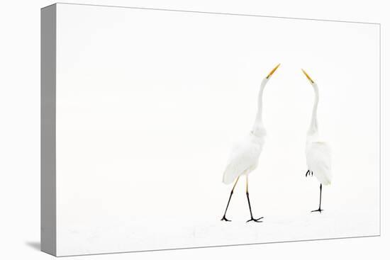 Two Great white egret in winter, Hungary-Bence Mate-Stretched Canvas