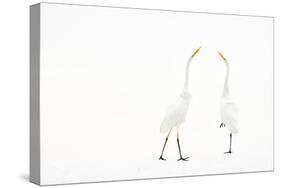 Two Great white egret in winter, Hungary-Bence Mate-Stretched Canvas