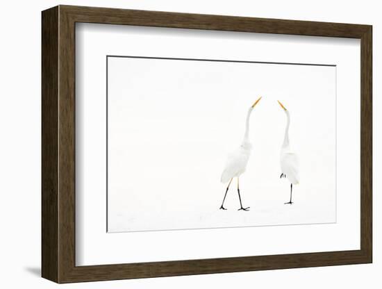 Two Great white egret in winter, Hungary-Bence Mate-Framed Photographic Print