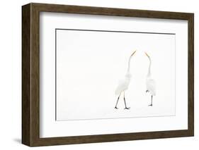 Two Great white egret in winter, Hungary-Bence Mate-Framed Photographic Print