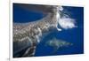 Two great white sharks Guadalupe Island, Mexico-David Fleetham-Framed Photographic Print