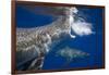 Two great white sharks Guadalupe Island, Mexico-David Fleetham-Framed Photographic Print