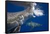 Two great white sharks Guadalupe Island, Mexico-David Fleetham-Framed Stretched Canvas