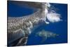 Two great white sharks Guadalupe Island, Mexico-David Fleetham-Stretched Canvas