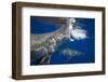 Two great white sharks Guadalupe Island, Mexico-David Fleetham-Framed Photographic Print