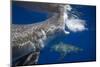 Two great white sharks Guadalupe Island, Mexico-David Fleetham-Mounted Photographic Print