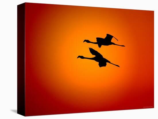 Two Greater Flamingos Flying Across Sunset Sky, Namibia-Tony Heald-Stretched Canvas