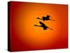 Two Greater Flamingos Flying Across Sunset Sky, Namibia-Tony Heald-Stretched Canvas