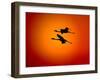 Two Greater Flamingos Flying Across Sunset Sky, Namibia-Tony Heald-Framed Photographic Print