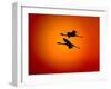 Two Greater Flamingos Flying Across Sunset Sky, Namibia-Tony Heald-Framed Photographic Print