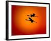 Two Greater Flamingos Flying Across Sunset Sky, Namibia-Tony Heald-Framed Photographic Print