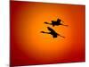 Two Greater Flamingos Flying Across Sunset Sky, Namibia-Tony Heald-Mounted Photographic Print