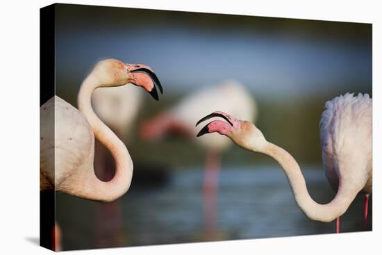 Two Greater Flamingos (Phoenicopterus Roseus) Fighting, Pont Du Gau, Camargue, France, April 2009-Allofs-Stretched Canvas