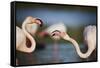 Two Greater Flamingos (Phoenicopterus Roseus) Fighting, Pont Du Gau, Camargue, France, April 2009-Allofs-Framed Stretched Canvas